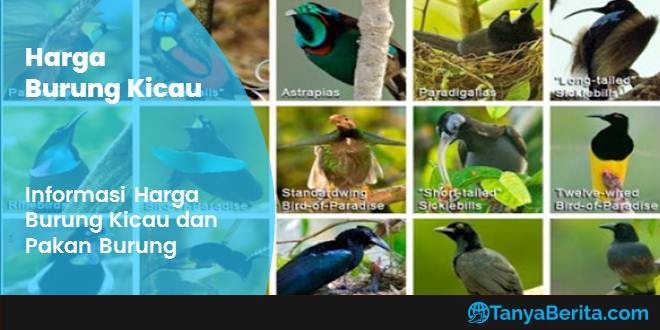 Daftar Harga Burung Kicau