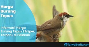 Harga Burung Tepus (Sniper) Terbaru