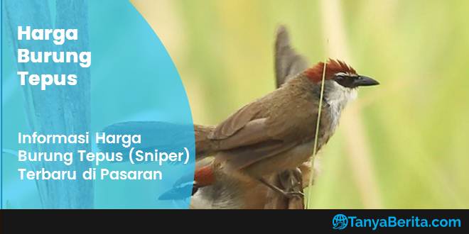 Harga Burung Tepus (Sniper) Terbaru