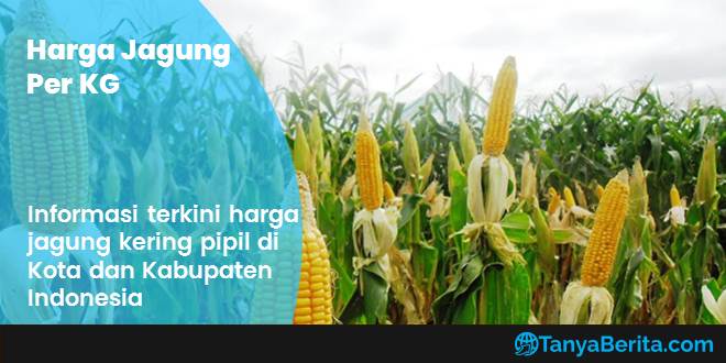 Harga Jagung Per KG Terbaru