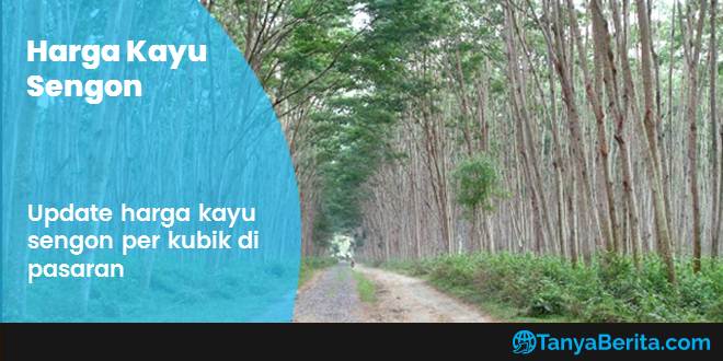 Harga Kayu Sengon per Kubik Terbaru