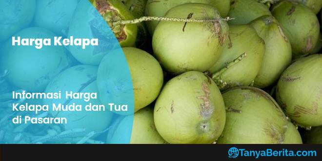 Harga Kelapa Terbaru