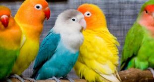 Inilah Daftar Harga Burung LOVEBIRD Terbaru