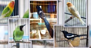 Ketahui Harga Burung Kicau Termurah