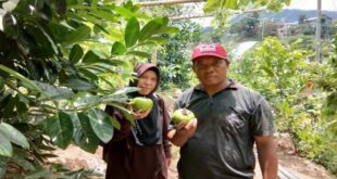 Bikin Penasaran! Ada Agrowisata Buah Meksiko di Tawangmangu Tempat Wisata Di Karanganyar Terbaru Februari 2022