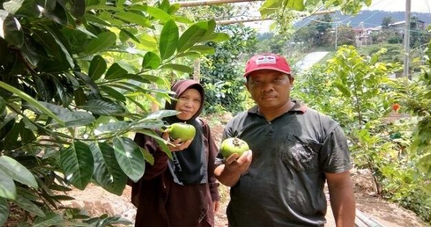 Bikin Penasaran! Ada Agrowisata Buah Meksiko di Tawangmangu Tempat Wisata Di Karanganyar Terbaru Februari 2022