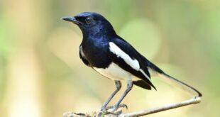 Harga Burung Kacer Terbaru