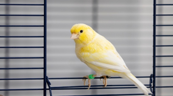 Harga Burung Kenari Terbaru