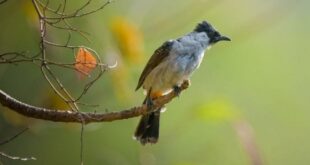 Harga Burung Kutilang Terbaru