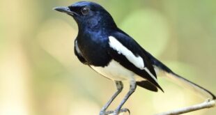 Harga Burung Laura Terbaru