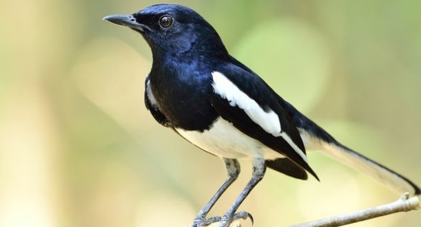 Harga Burung Laura Terbaru