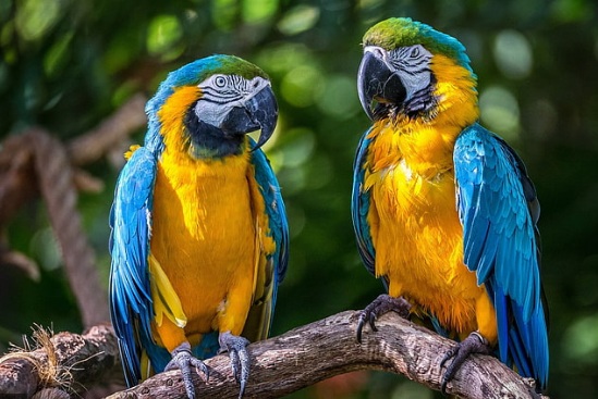 Harga Burung Macaw Murah
