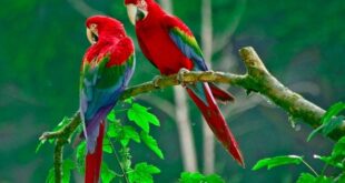 Harga Burung Macaw Terbaru Terbaru