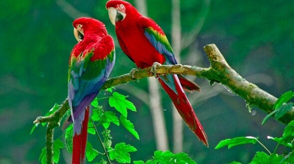 Harga Burung Macaw Terbaru Terbaru