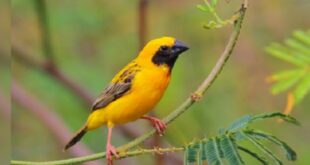 Harga Burung Manyar Terbaru
