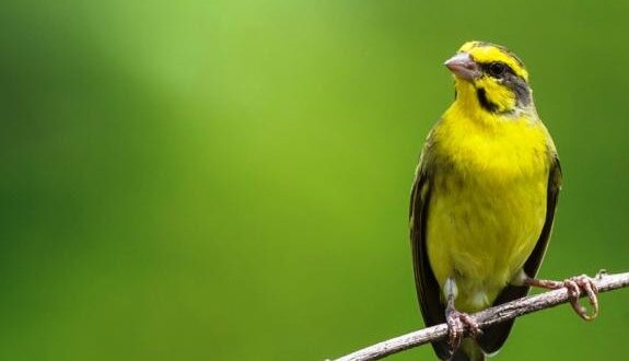 Harga Burung Mozambik Terbaru