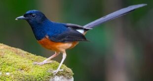 Harga Burung Murai Terbaru