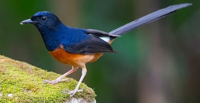 Harga Burung Murai Terbaru