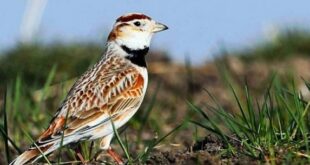 Harga Burung Pakling Terbaru