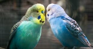 Harga Burung Parkit Terbaru