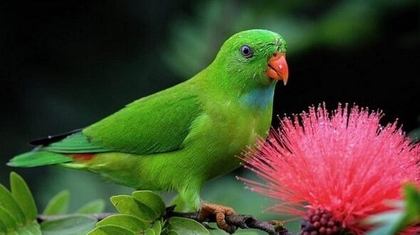 Harga Burung Srindit Terbaru