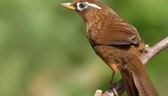 Harga Burung Wamei Terbaru