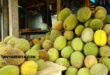 Daftar Harga Durian per KG Terbaru