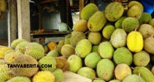 Daftar Harga Durian per KG Terbaru