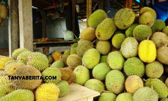 Daftar Harga Durian per KG Terbaru