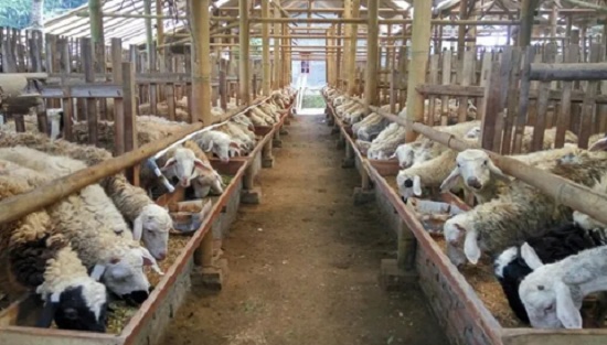 Daftar Harga Kambing Semua Jenis Terbaru