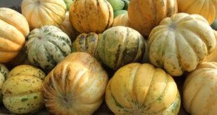 Harga Blewah per Kg Terbaru