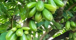 Harga Blimbing Wuluh per Kg Terbaru Bibit dan Manfaatnya