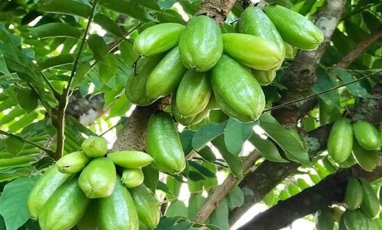 Harga Blimbing Wuluh per Kg Terbaru Bibit dan Manfaatnya