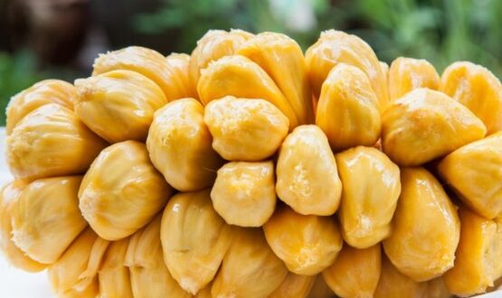 Harga Cempedak per Kg Terbaru