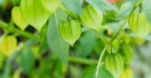Harga Ciplukan per Kg Terbaru dan Manfaatnya