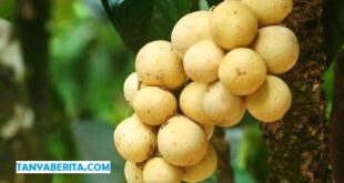 Harga Duku per KG Terbaru