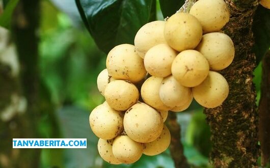 Harga Duku per KG Terbaru