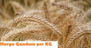 Harga Gandum per KG Terbaru