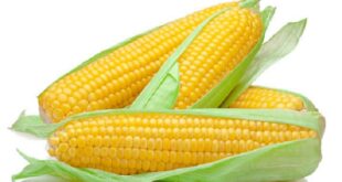 Harga Jagung Kaleng Terbaru