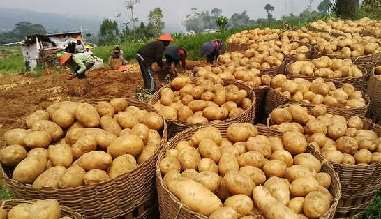 Harga Kentang Per KG Terbaru