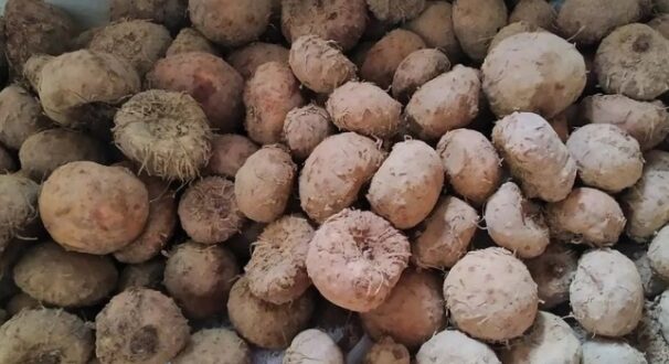 Harga Porang Basah Kering Per Kilo Terbaru