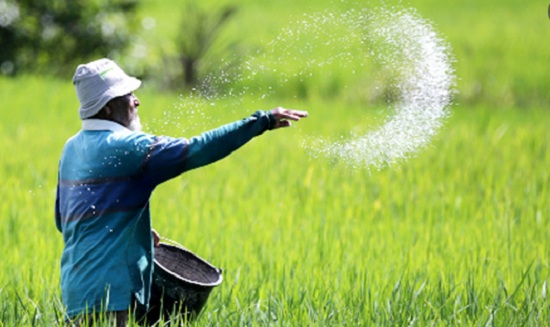 Harga Pupuk Subsidi dan Non Subsidi Terbaru