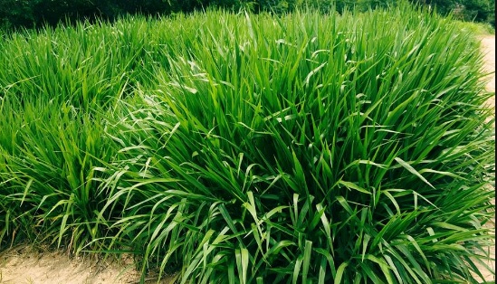 Harga Rumput Odot Per Ikat Terbaru