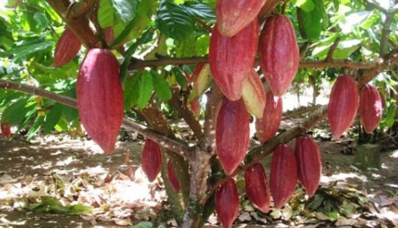 Update Harga Kakao Per Kg Terbaru Hari Ini