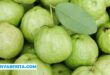 Harga Jambu Kristal Per Kg di Petani Terbaru