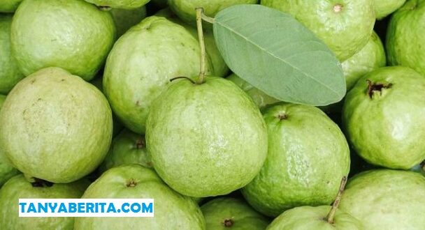 Harga Jambu Kristal Per Kg di Petani Terbaru