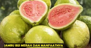 Harga Jambu Merah per Kg Terbaru di Pasaran