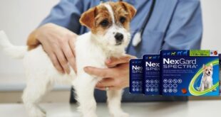 Perhatikan dan Pahami Hal Penting ini Saat Pemberian Nexgard Spectra untuk Anjing