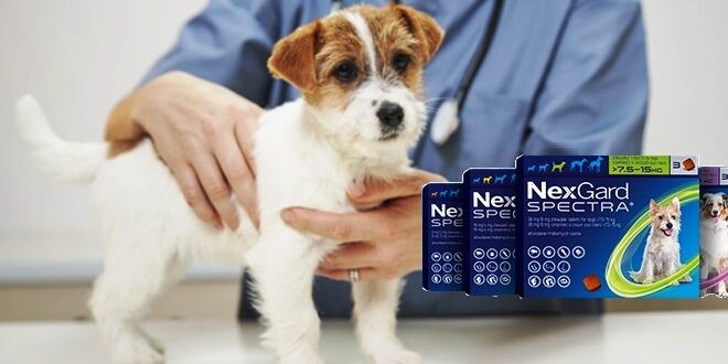 Perhatikan dan Pahami Hal Penting ini Saat Pemberian Nexgard Spectra untuk Anjing