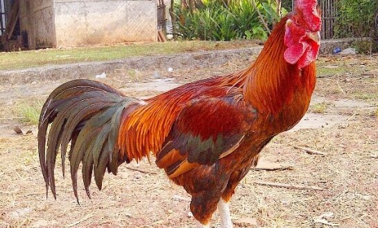 Harga Ayam Pelung Jantan Dewasa Terbaru